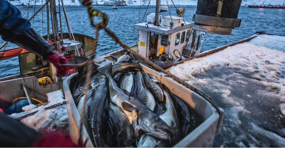 basket filled with fish