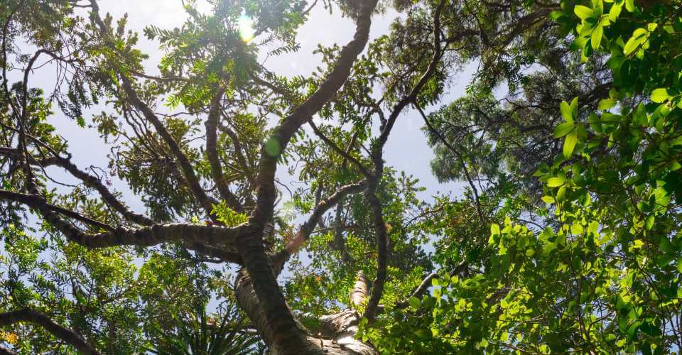 images of trees to illustrate organic growth