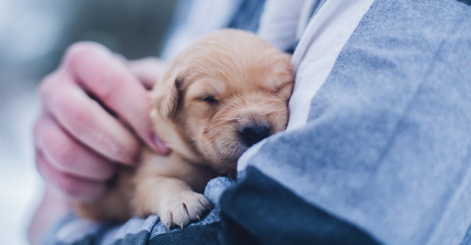 man petting a small puppy